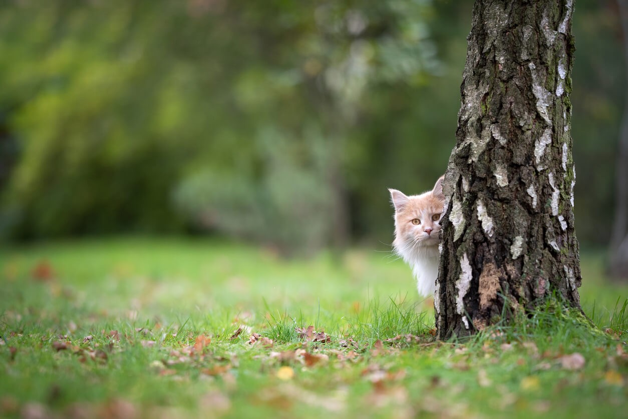 Report-community-cat-program