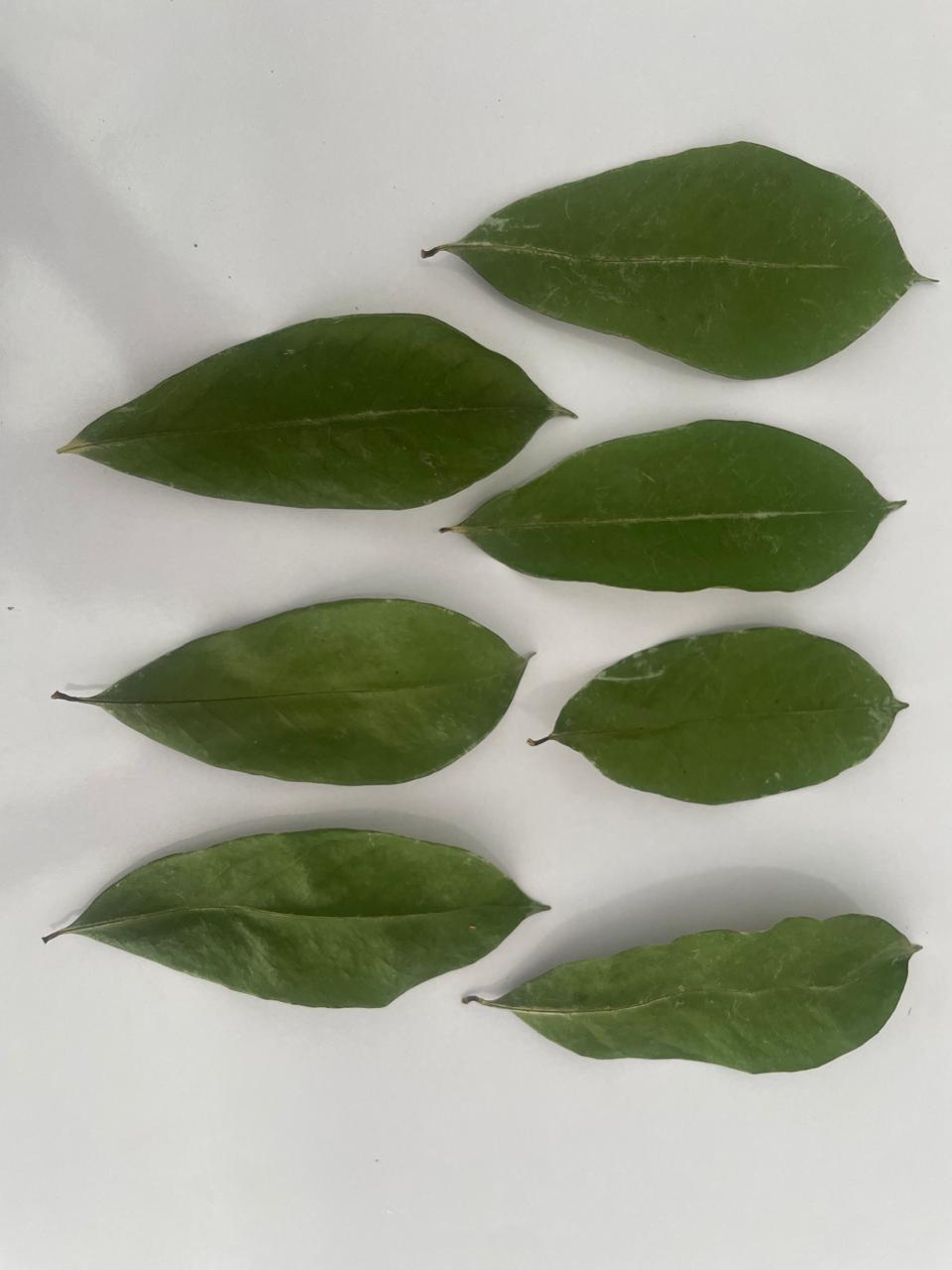 Katu Anodha Leaf