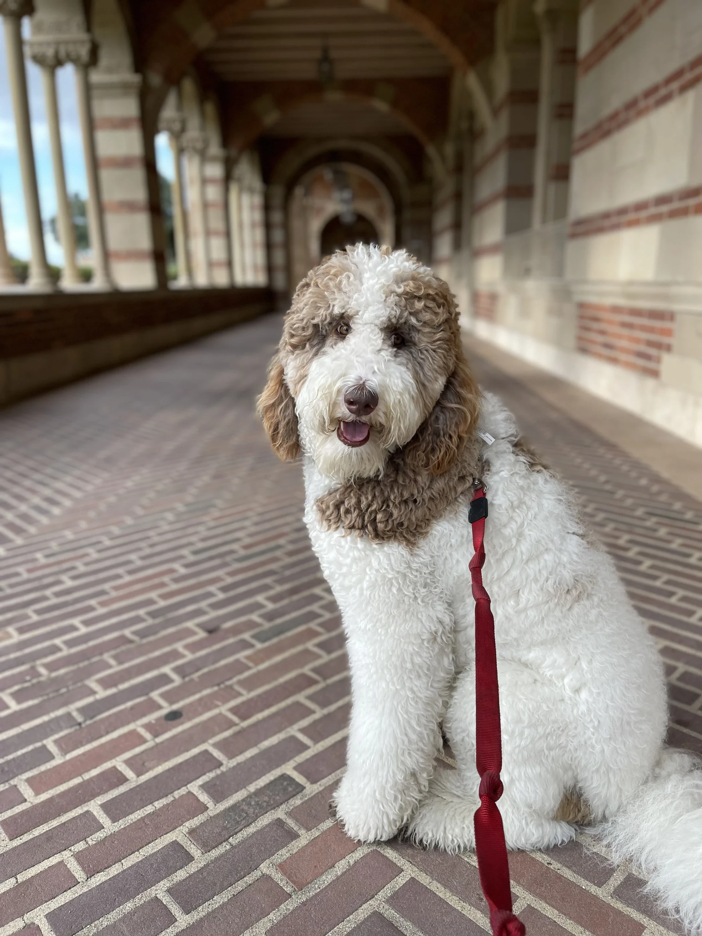 Doodle sitting in a brick colonnade on a red leash