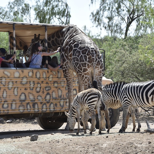 一辆有斑点图案的游猎车被一只长颈鹿和两只斑马环绕；车上的孩子们与动物们亲密互动。