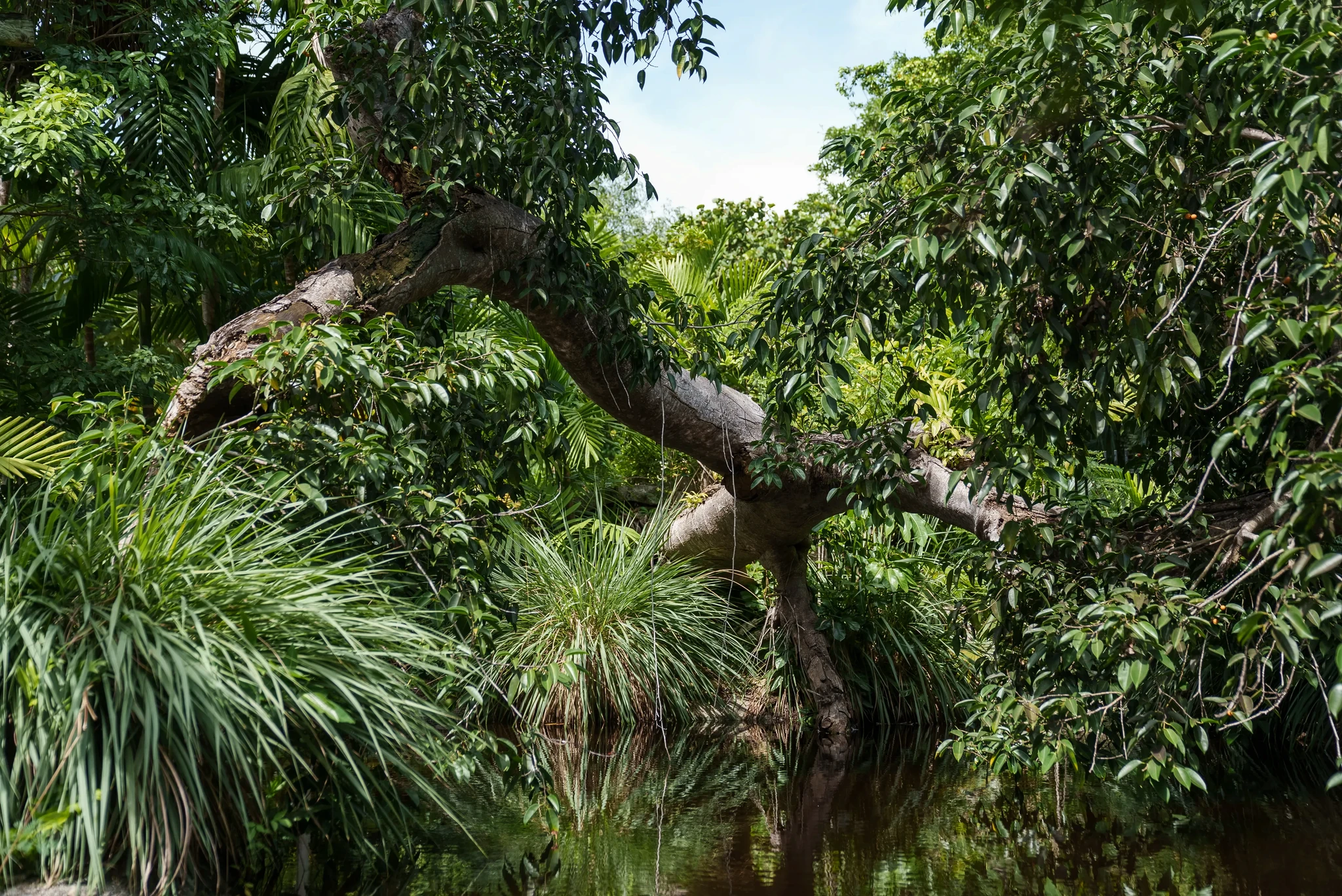 A lush tropical forest with dense greenery and large, twisted trees overhangs a calm, reflective pond. Varying shades of green dominate the scene, with sunlight filtering through the canopy.