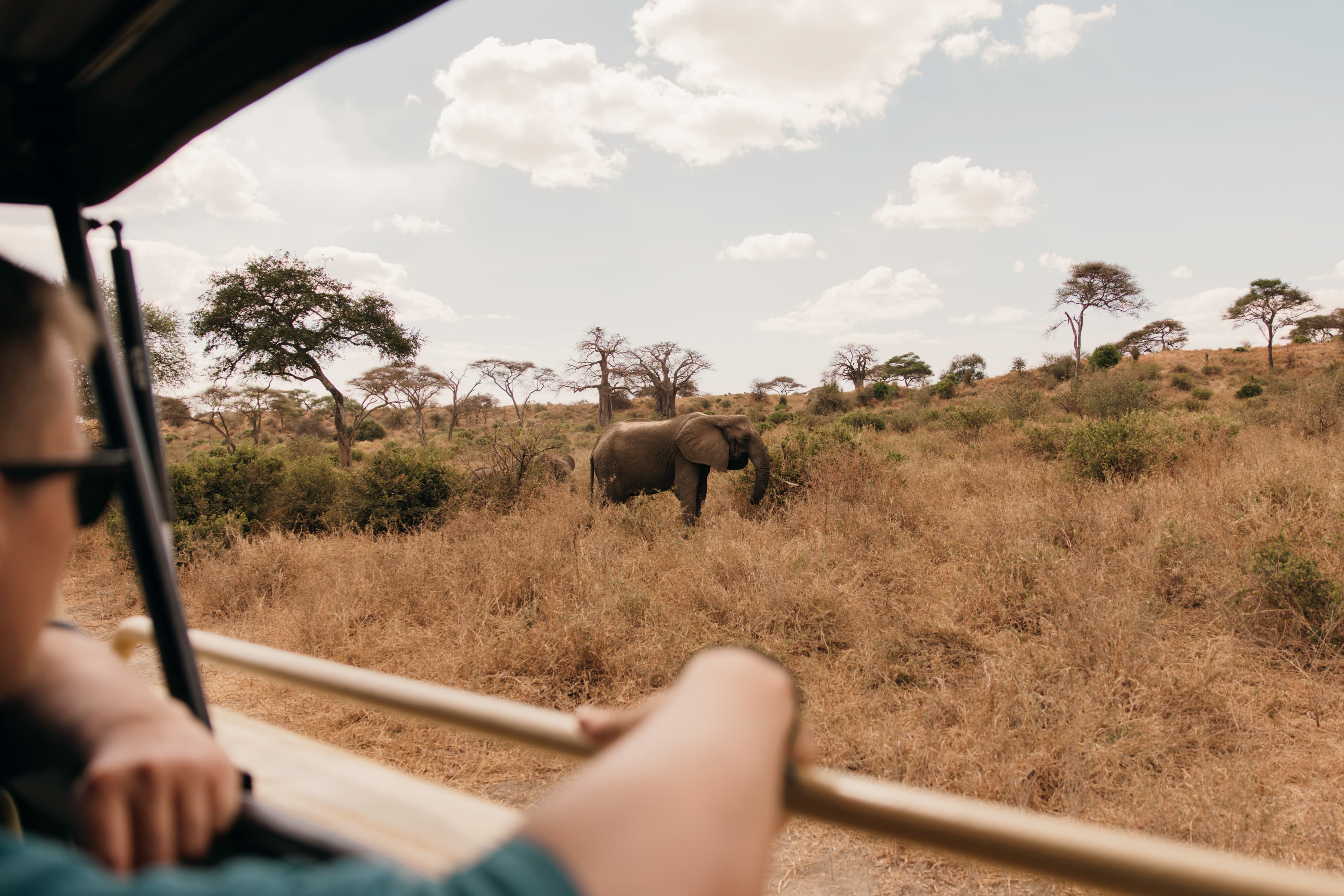 Safari landscape