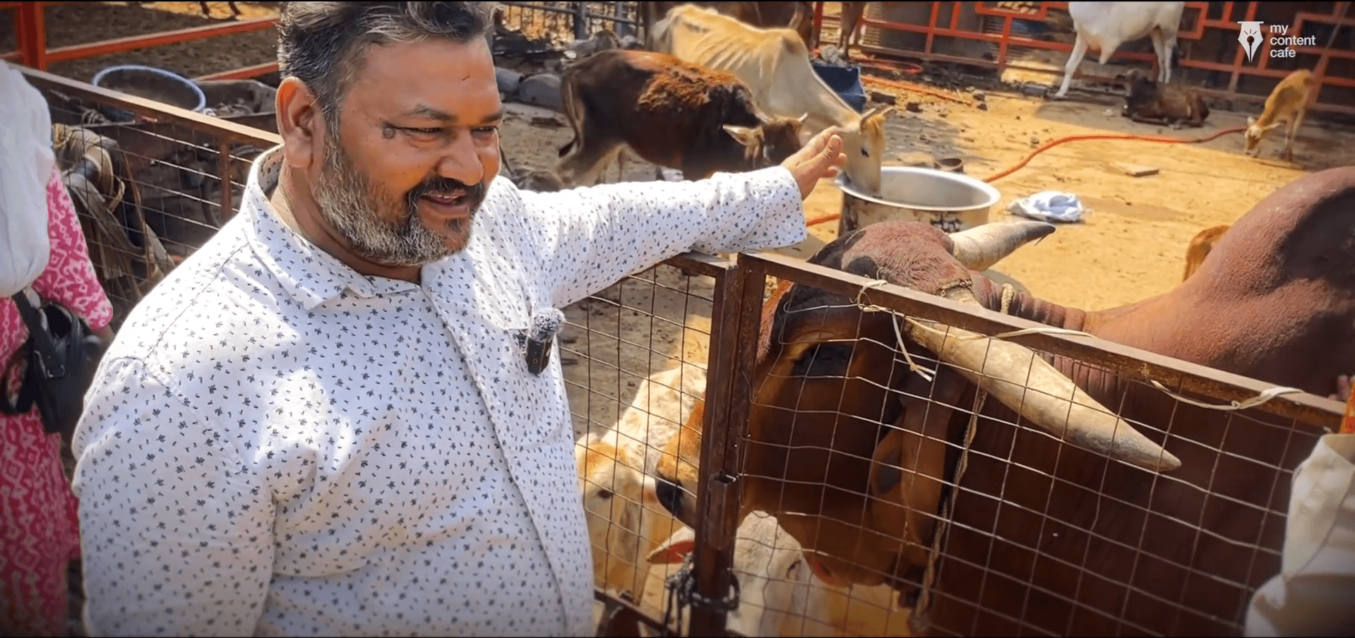 Individual caring for livestock, promoting animal health and community support