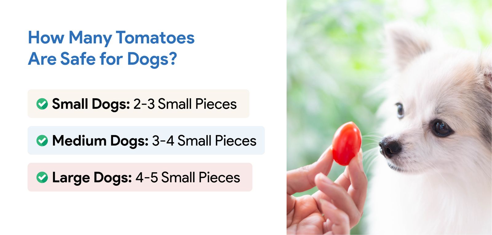 An infographic showing how many tomatoes are safe for dogs.