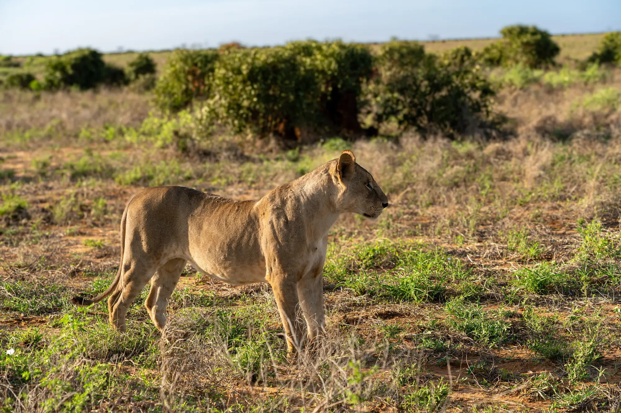 Usahili Tour in Kenya