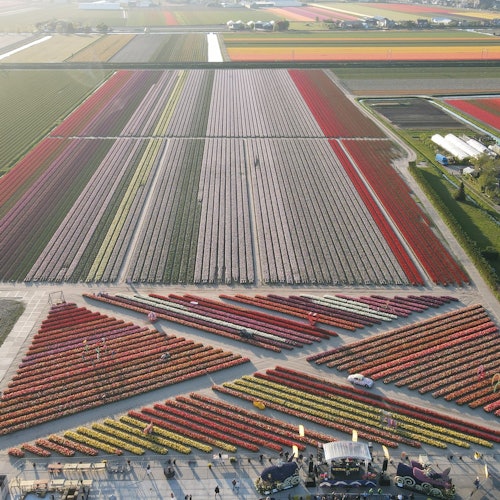 Campuran tulip merah-kuning