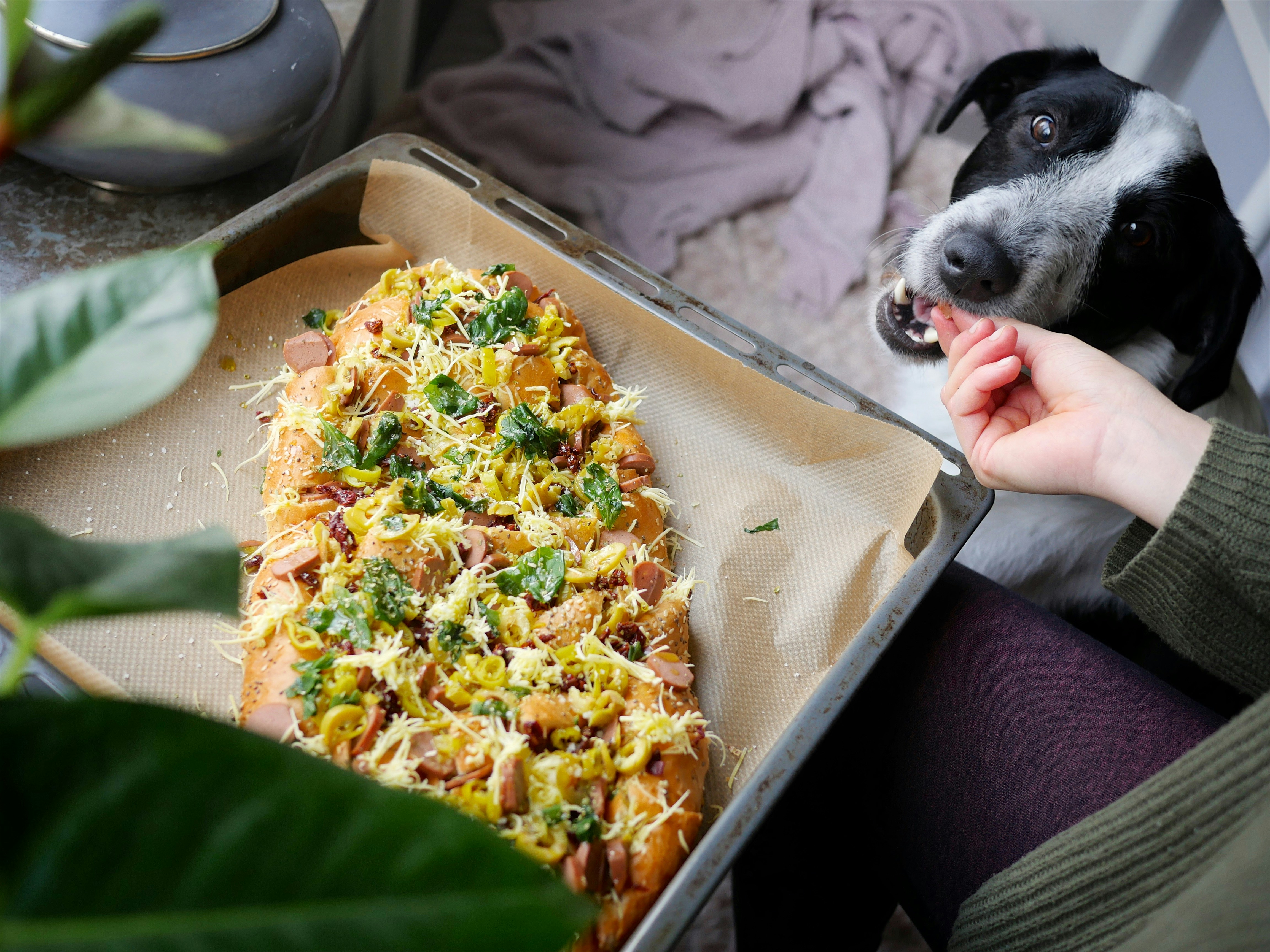 dog eating pizza
