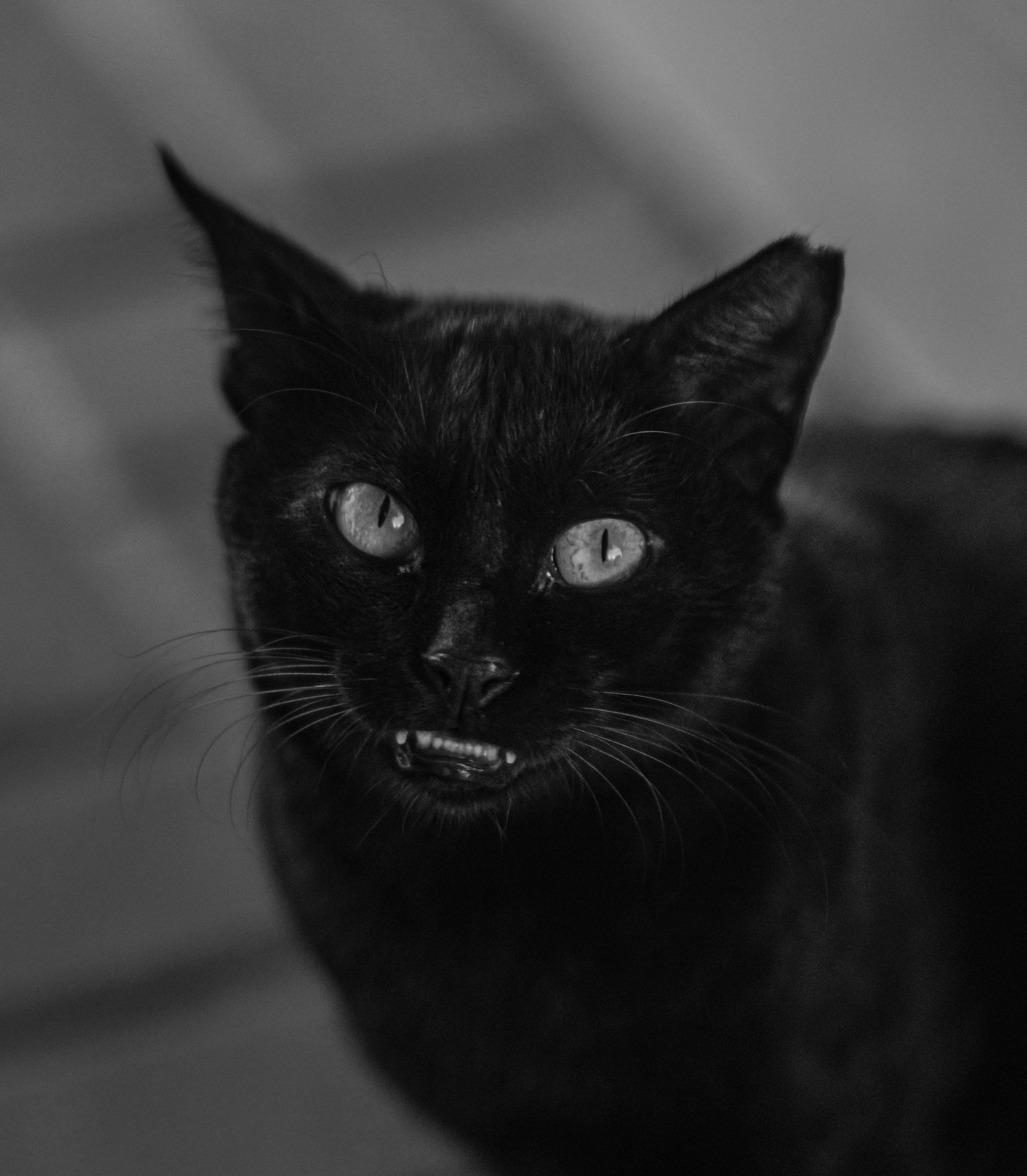 A black cat is looking at the camera