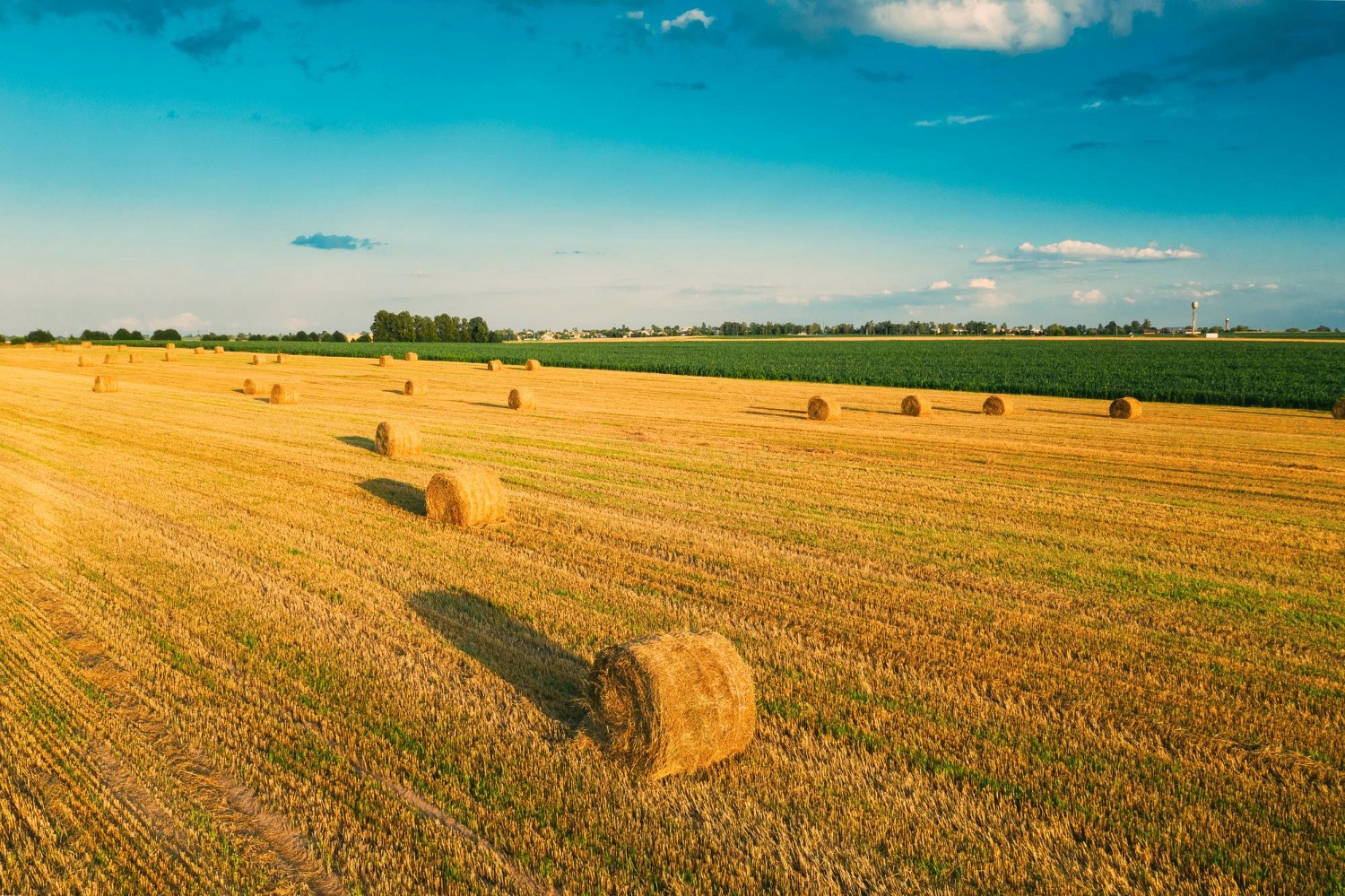 farmland
