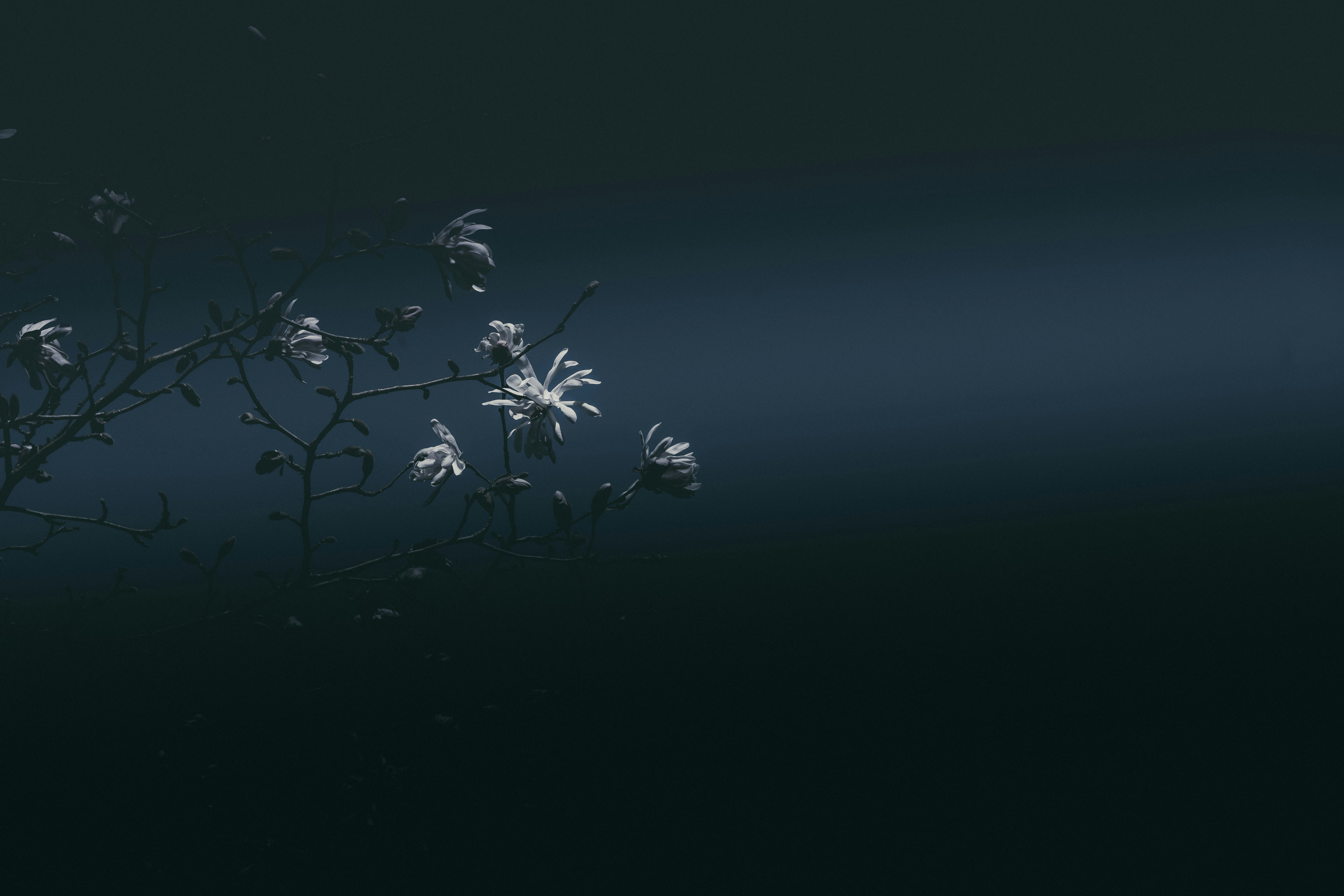 white flowering tree