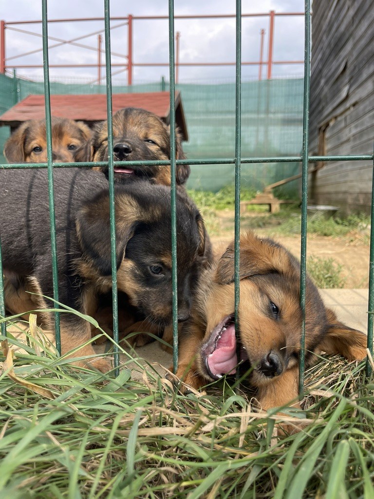 Two puppies