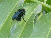 Abelha grande de corpo escuro e asas azuladas pousada sobre folha verde