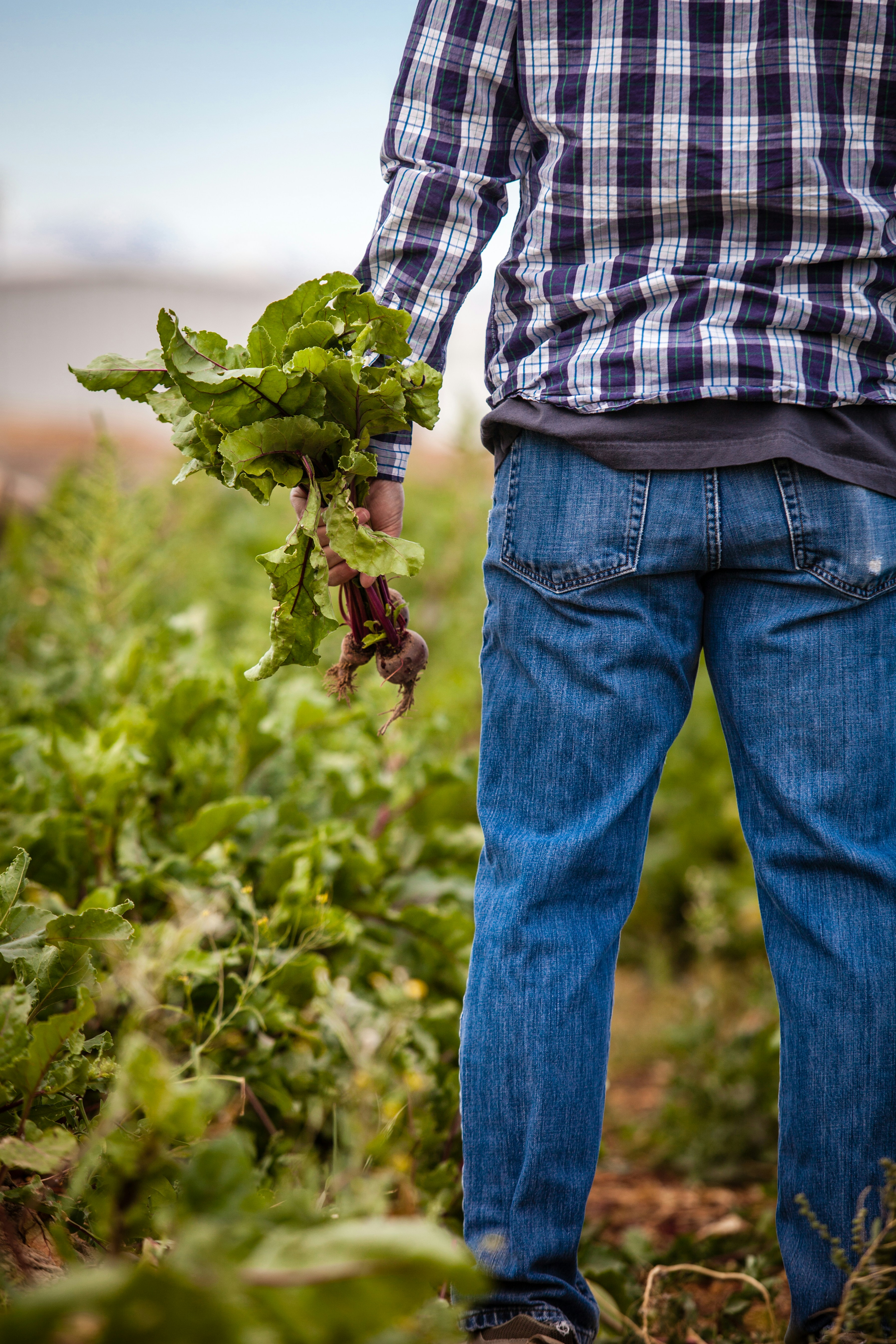man holding beetroots during daytime