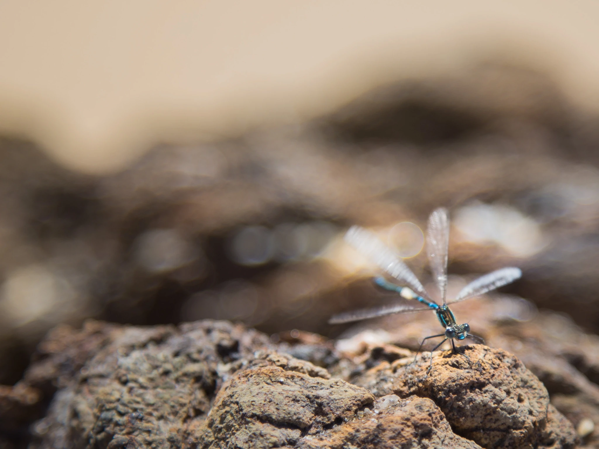 A blue dragonfly sits poised, ready to take off from a rock.