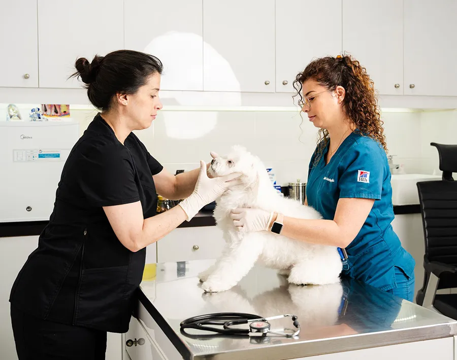 A veterinary surgeon prepares a dog patient for a surgical procedure