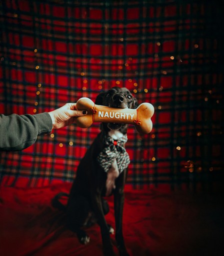 Dog holding a bone with the word naughty.