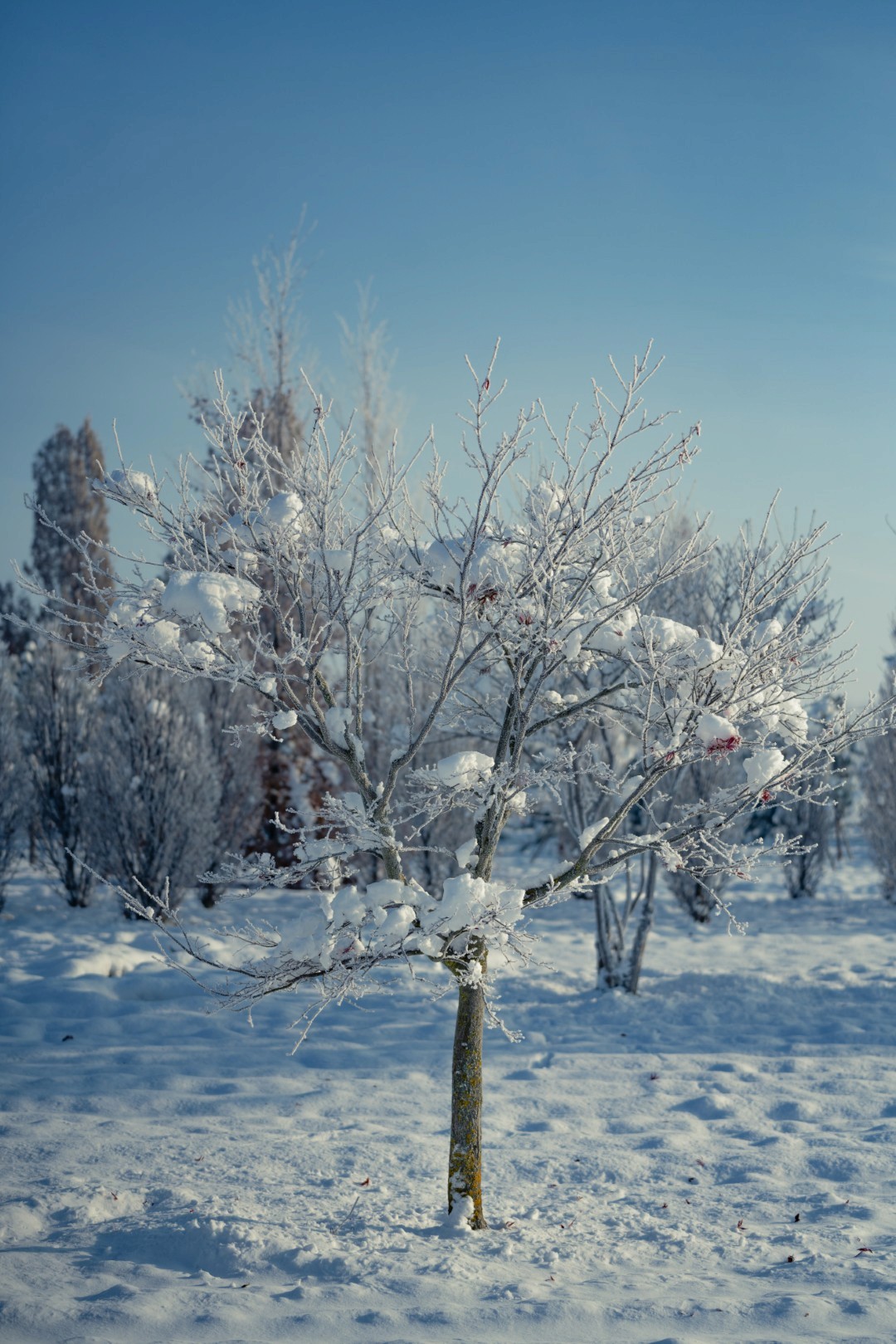 Acer palmatum mit zart verzweigter Krone, feinen Ästen und schlankem Stamm.