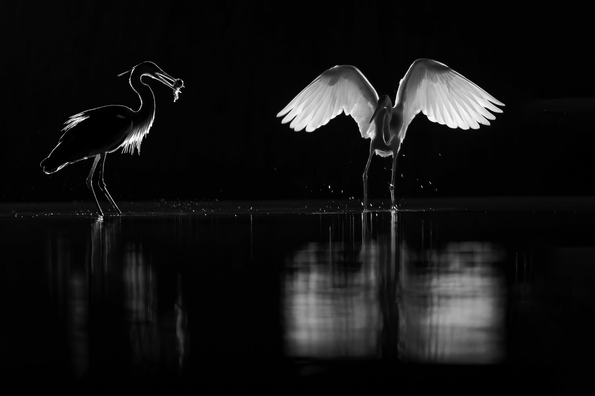 L'élégance de l'ombre