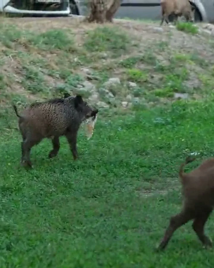 Wild boar