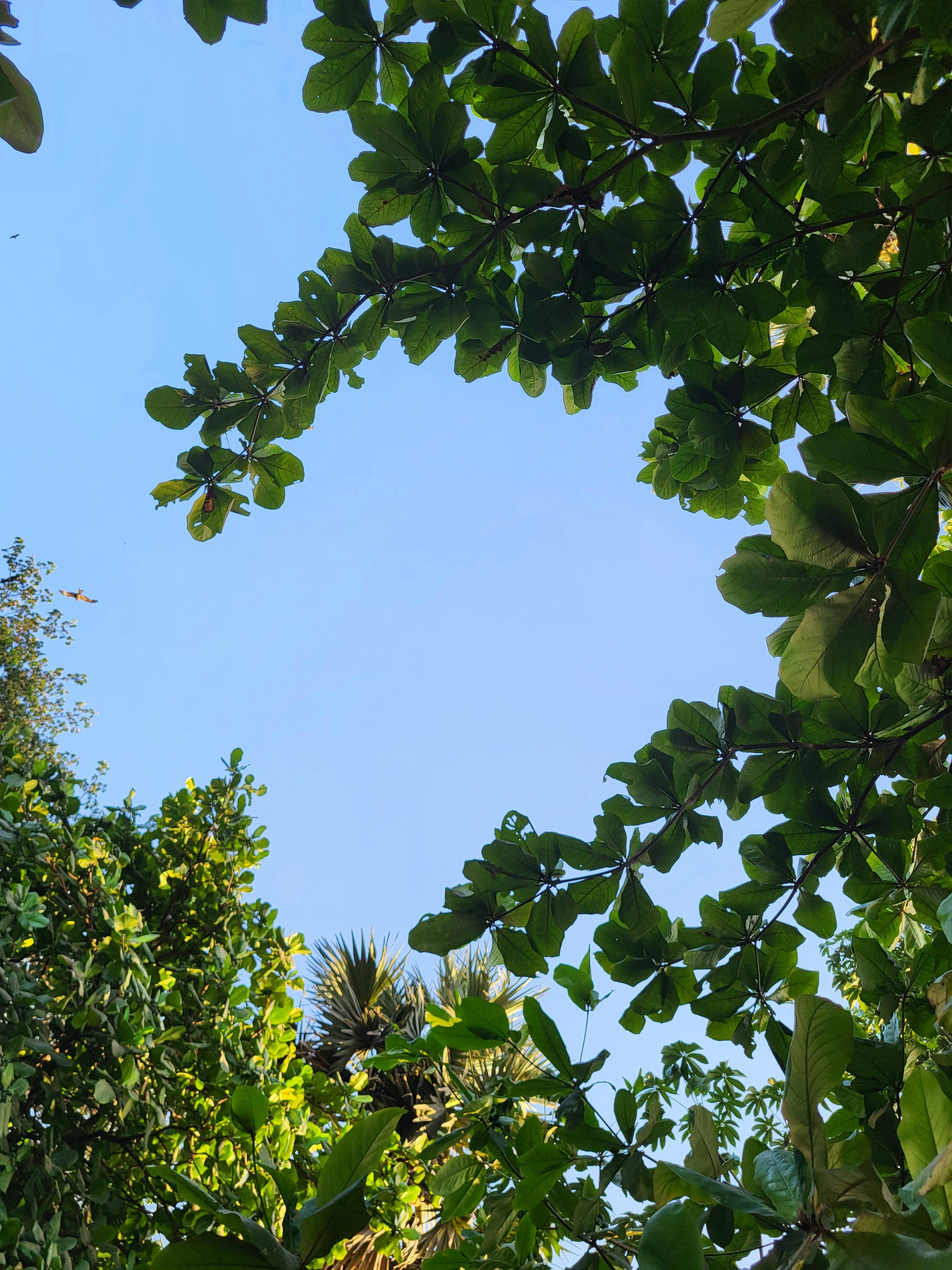 Image of trees and a blue sky