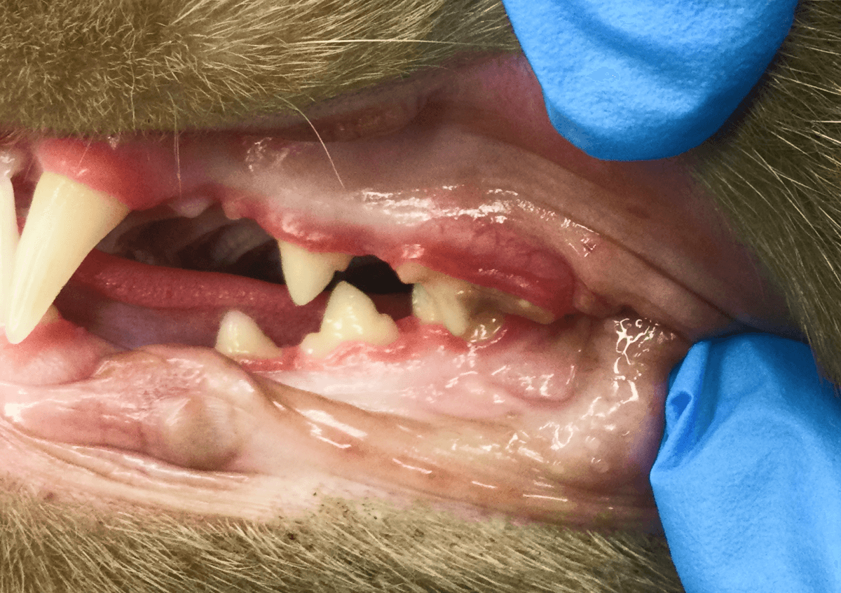 Tierärztliche Kontrolle einer Katze mit FORL bei der das entzündete Zahnfleisch über den Zahn wuchert