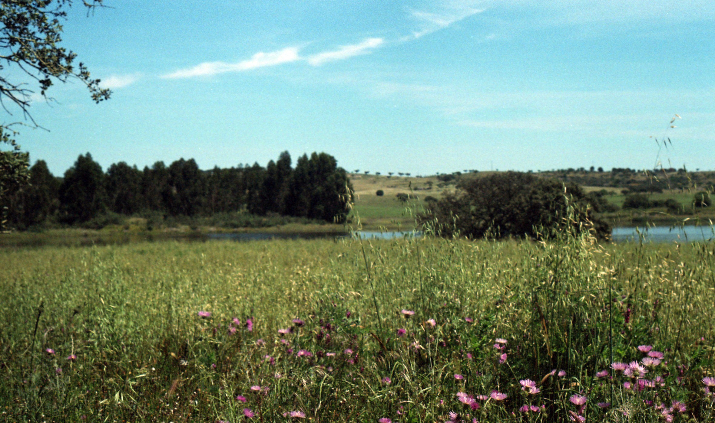 Spring Landscape with Vegetation and Flowers