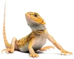 An image of a lizard.