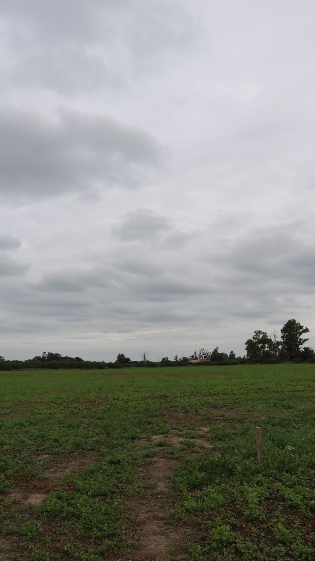 Terreno
