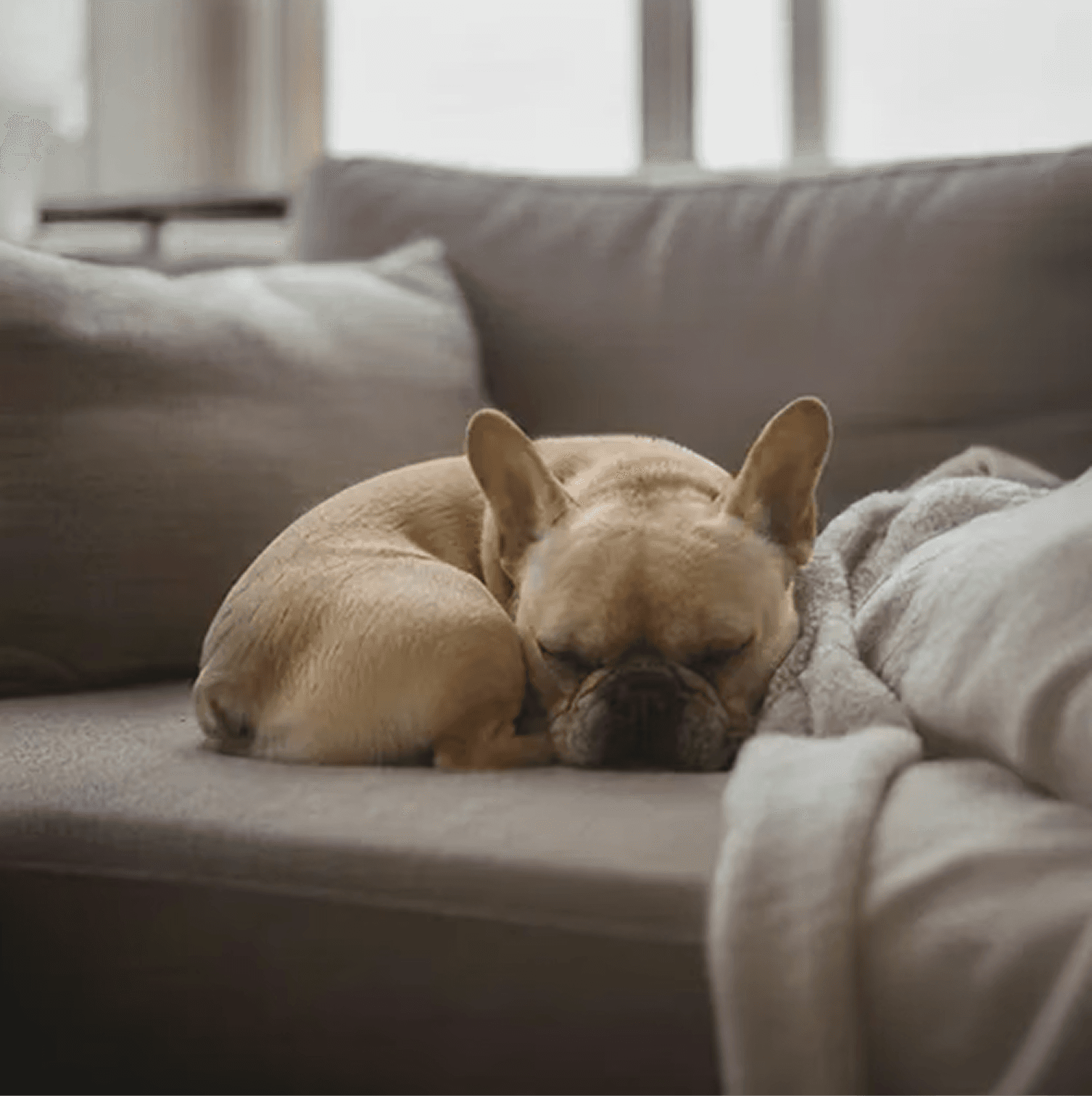 French Bulldog resting on a sofa with a blanket in soft indoor light.