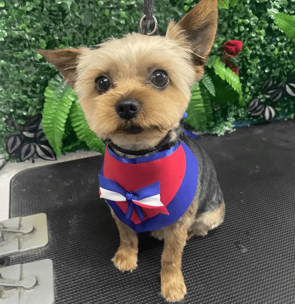 Un adorable perro Yorkshire Terrier posando con una corbata de moño roja y azul en primer plano.