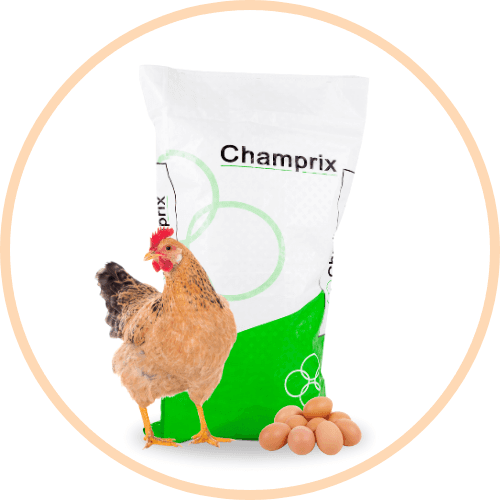 Champrix layer concentrate