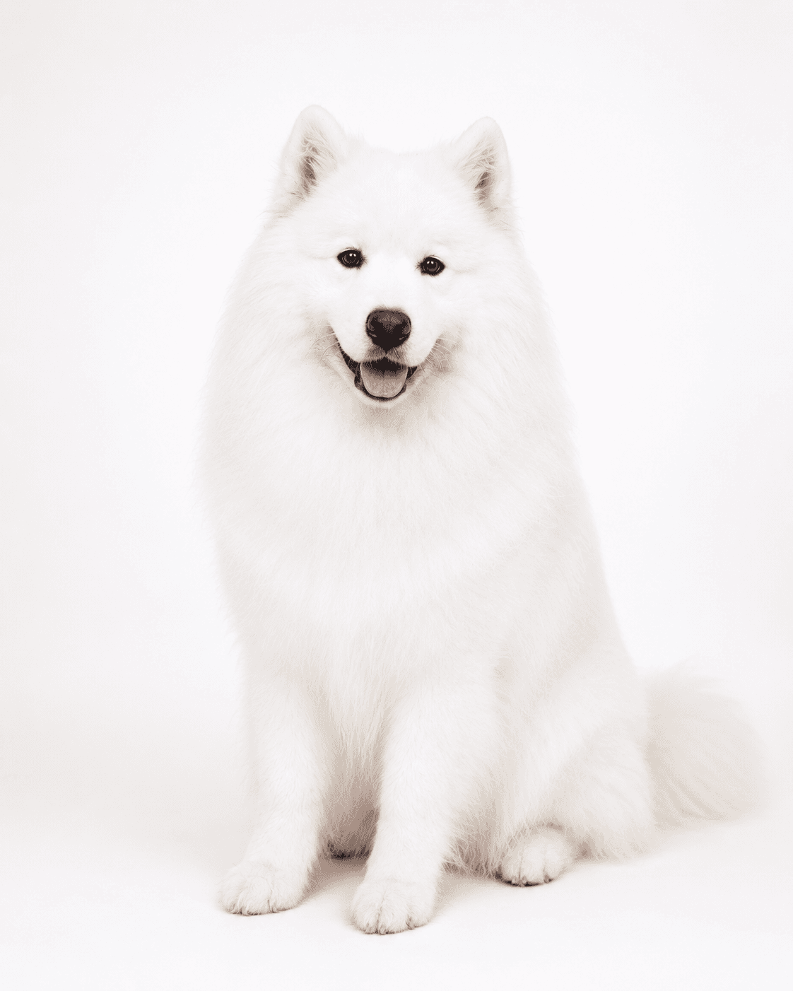 Fluffy white samoyed after grooming