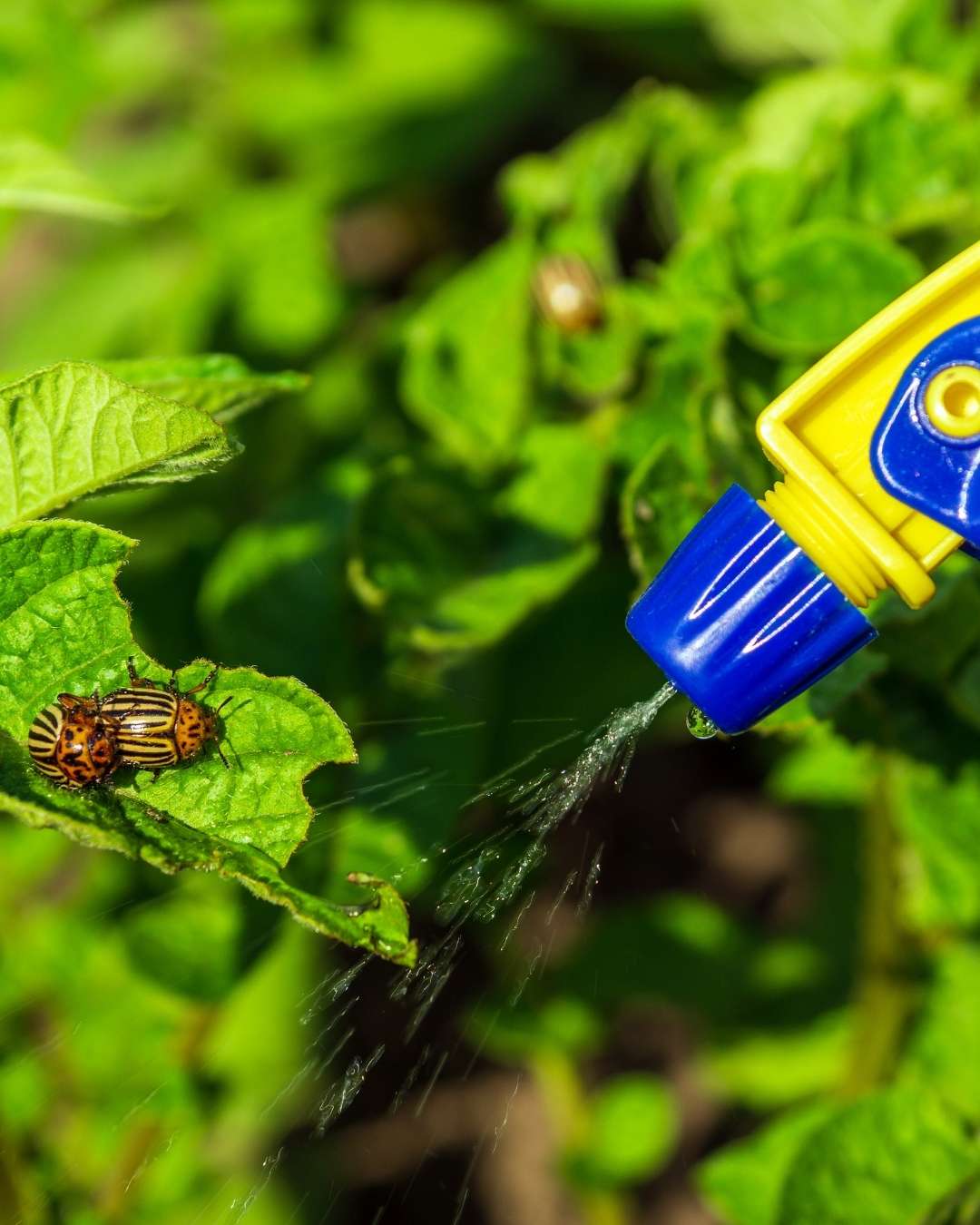 How Can We Help With Residential Shrub Pest Control 