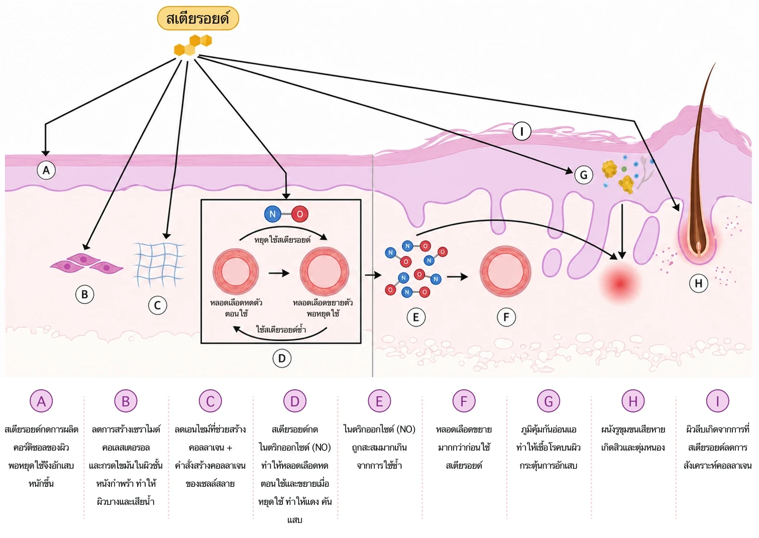 Nitric Oxide และกลไกรอยแดงที่เกิดจากการดีดกลับของหลอดเลือด
