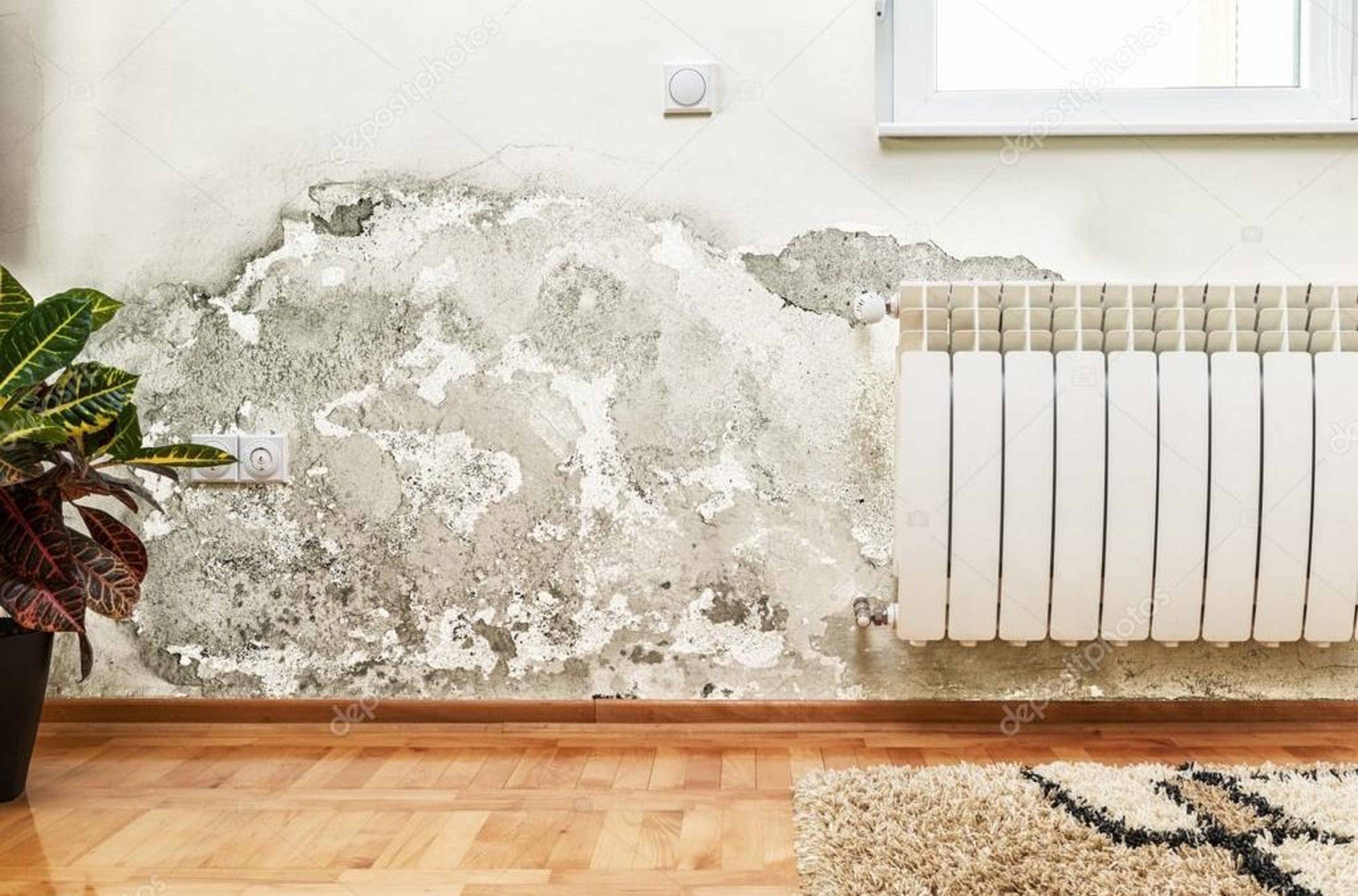 Top 5 Causes of Mold Growth in Bothell Homes Revealed!