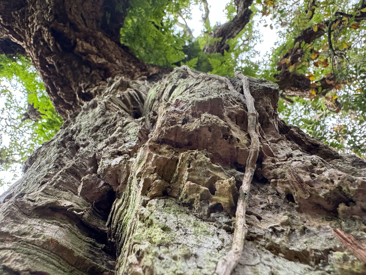 Korkeiche mit charakteristischer Rindenstruktur