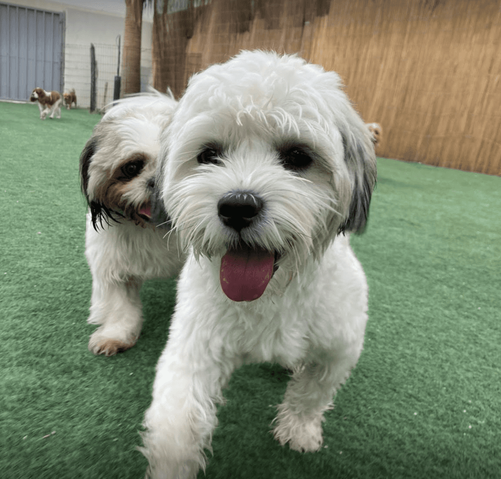Doggy Daycare dubai