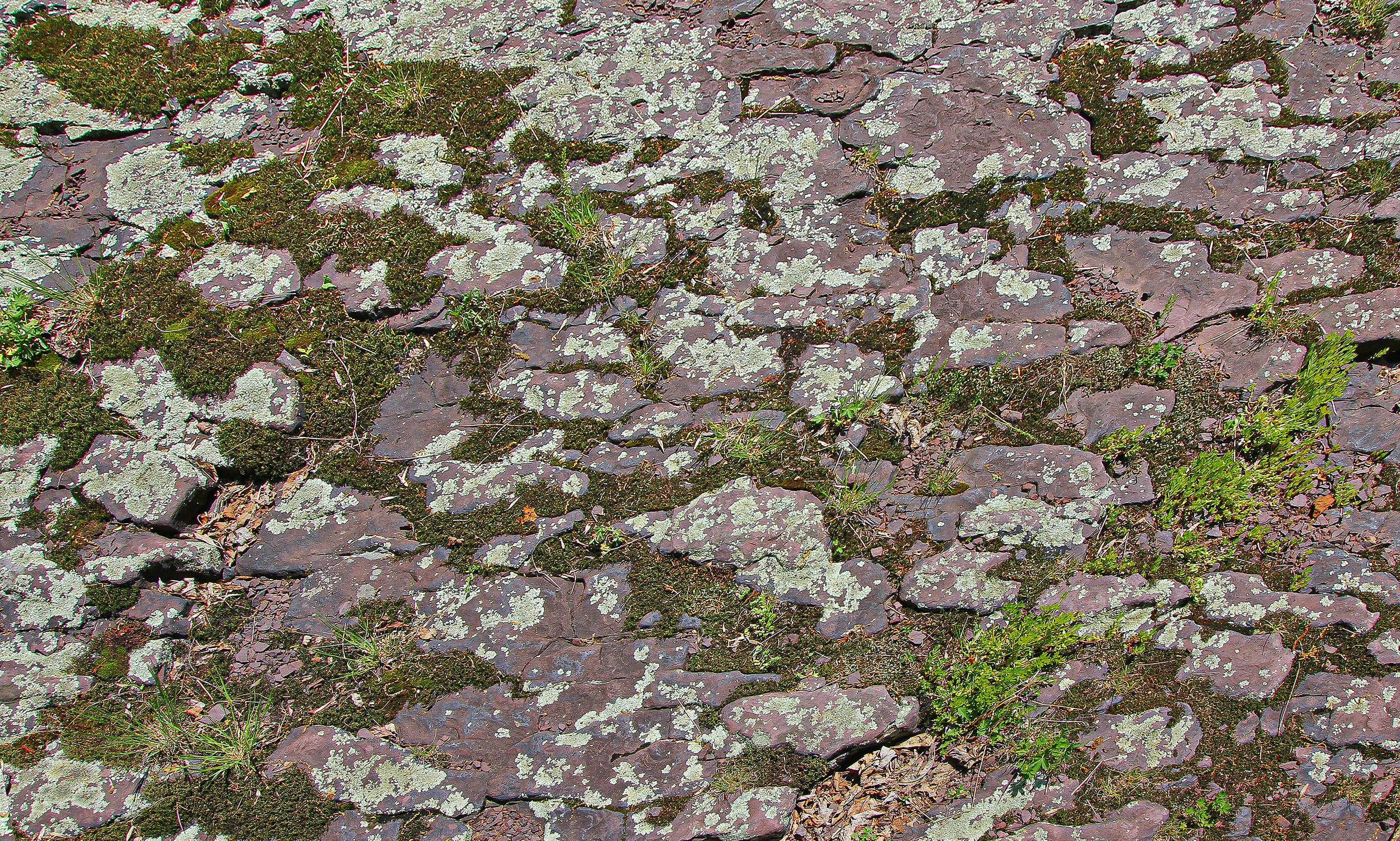 Close-up photograph of a rocky surface dotted with pale gray lichen and patches of green moss. The irregular shapes, cracks, and earthy tones form a natural mosaic shaped by weathering and slow organic growth.