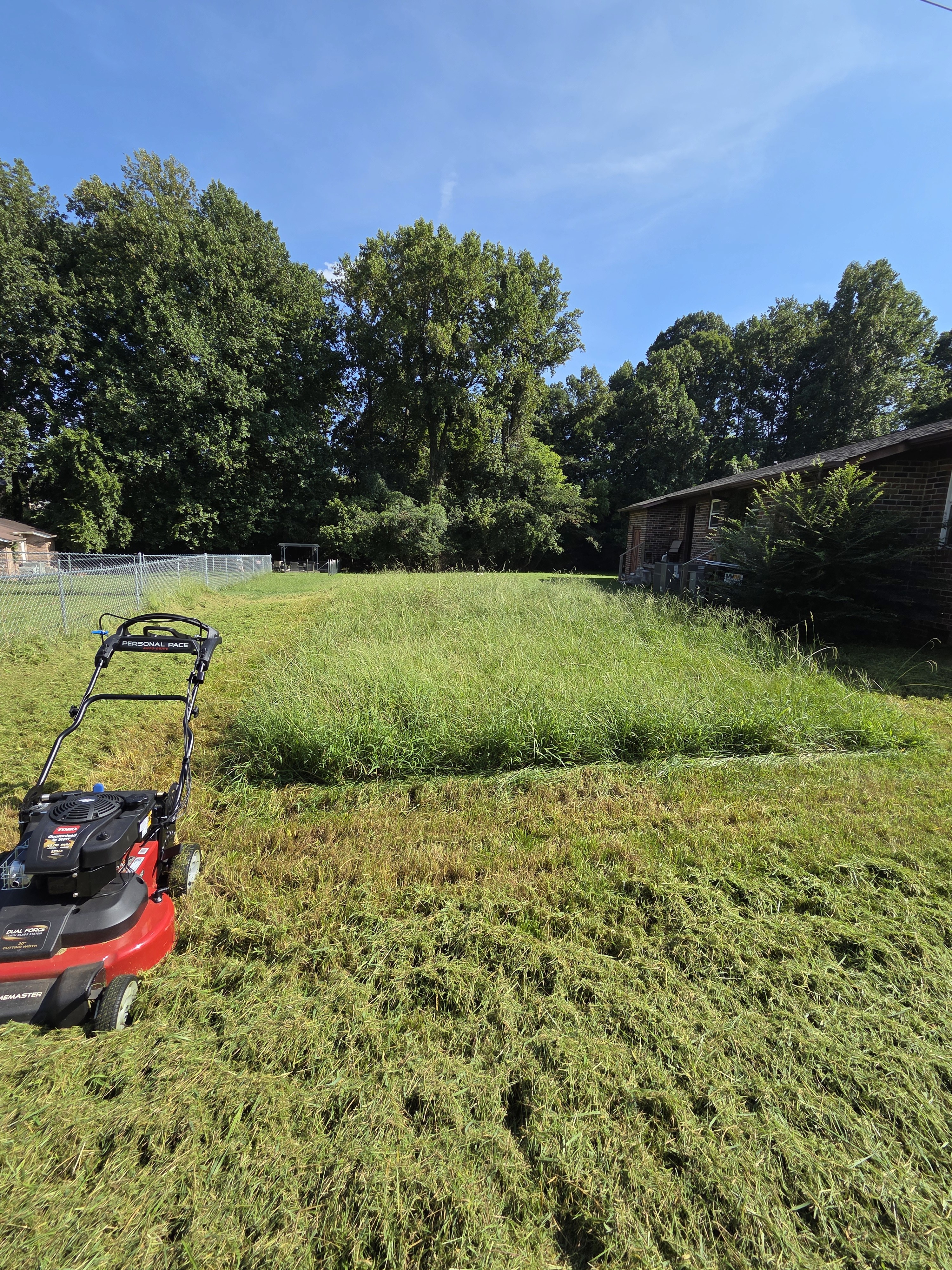 Back yard before mowing, tall grass standing knee high across the slope beside a brick house.