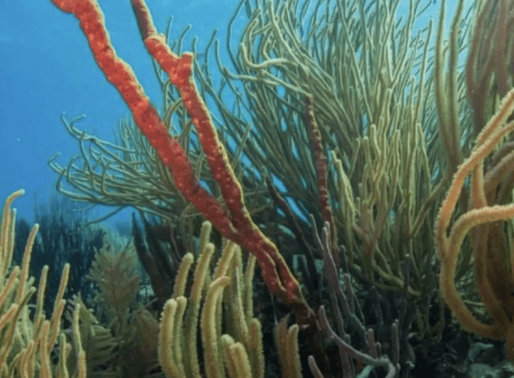White Slave Bonaire Corals