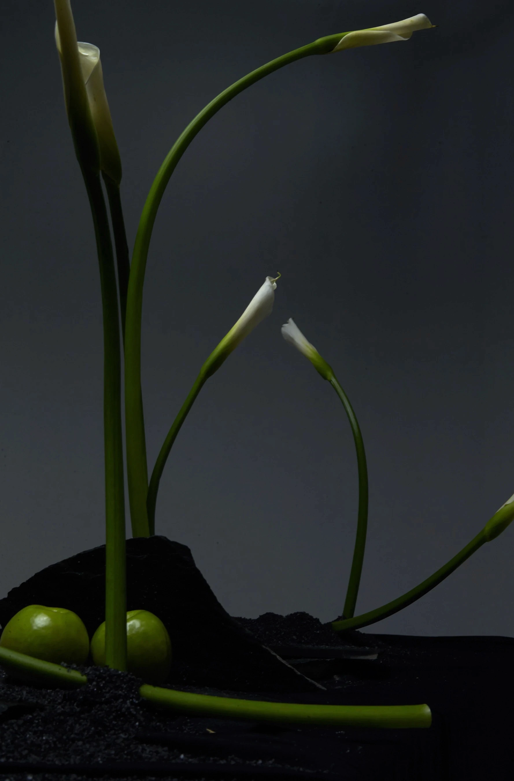 Fotografía minimalista de interior con flor seca dorada sobre mesa negra para proyectos de diseño que exploran el contraste entre luz y sombra.