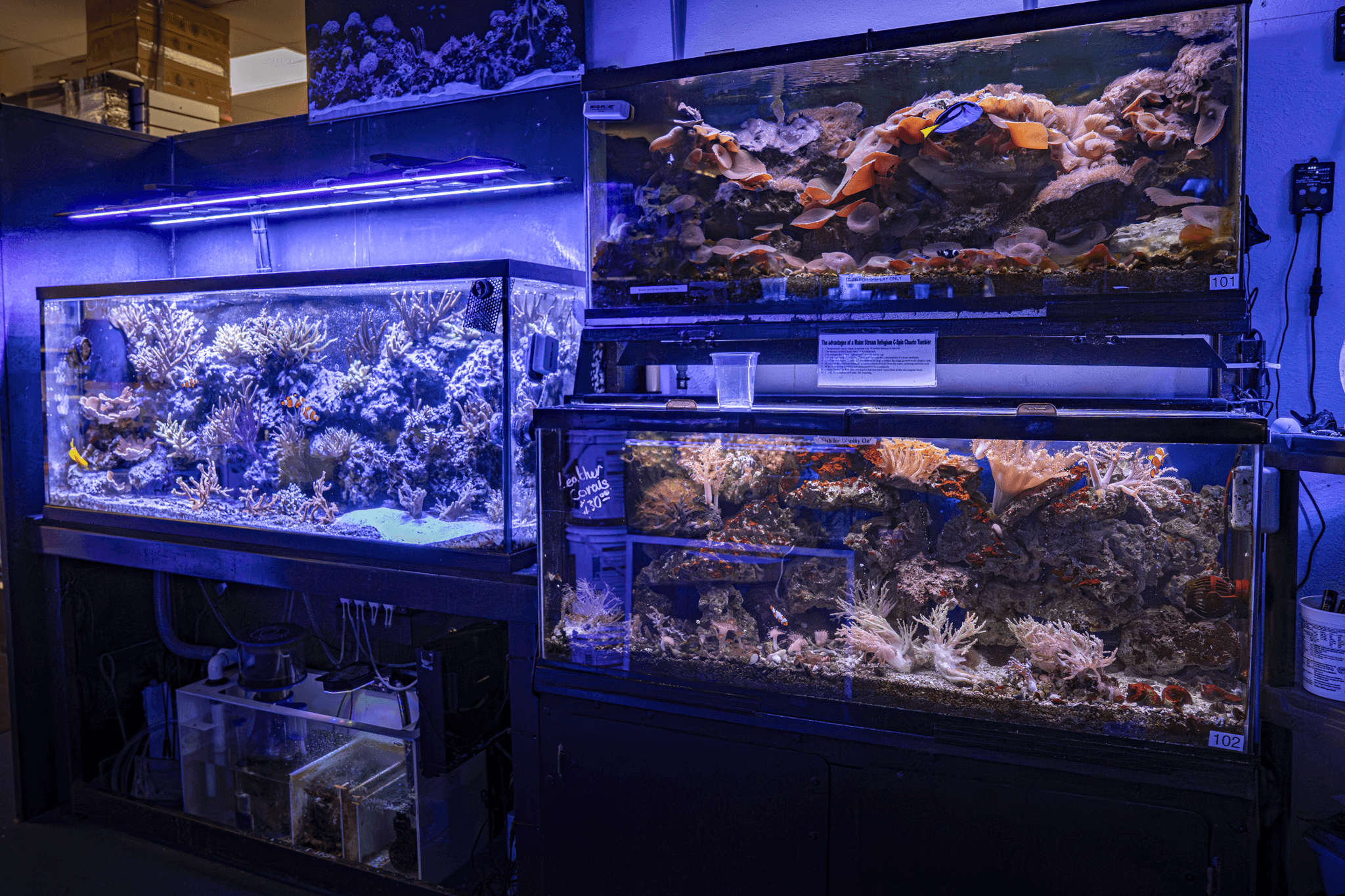 Saltwater Tanks
