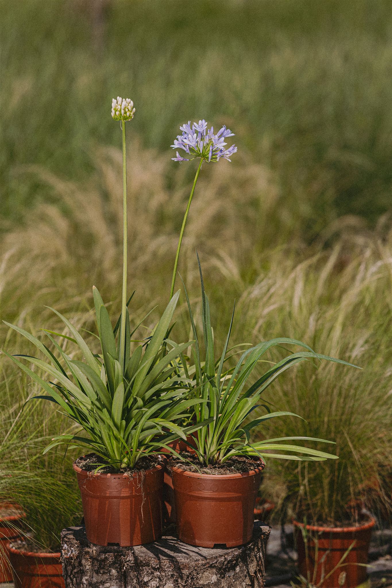 Tomillo Eiviss Garden