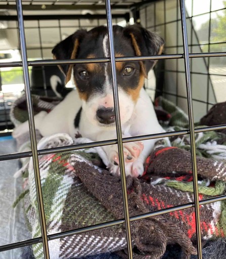 small puppy in a cage in the back of a car