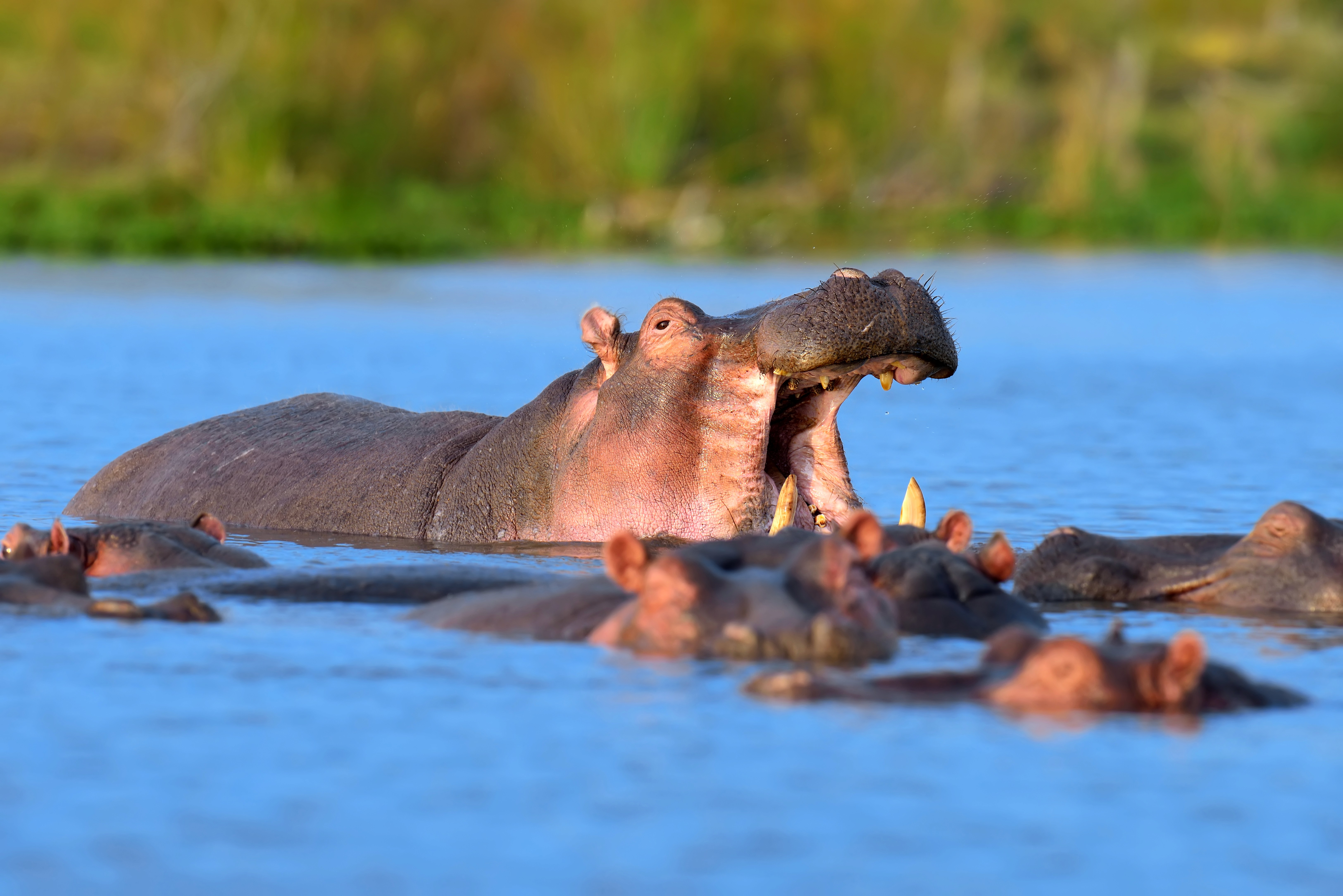 hippo family in water