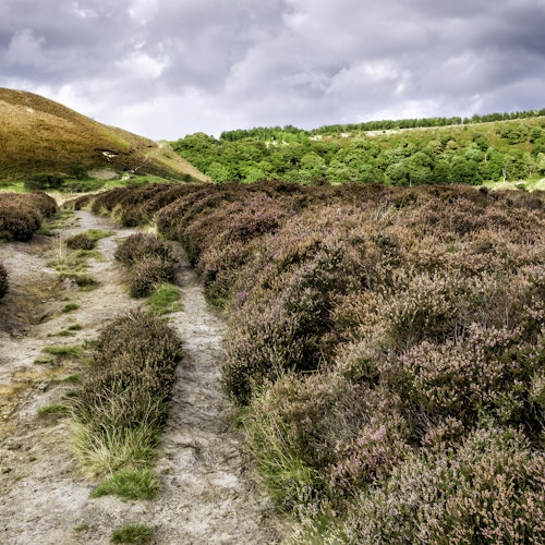 Heather in the North York Moors National Park