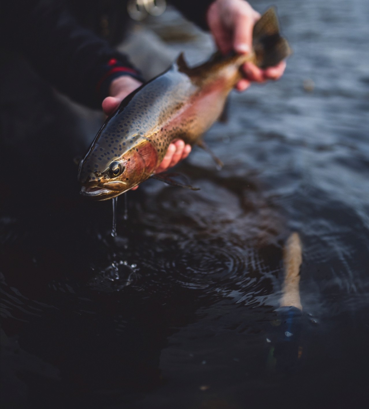 Glossy rainbow trout with anaomly Z fly fishing rod taylor