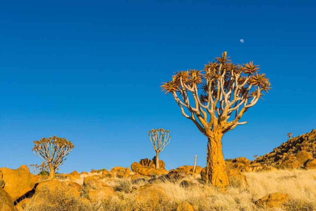 Quiver Tree Forest, Namibia
