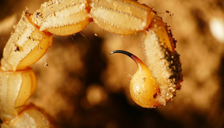 Scorpion tail ready to sting