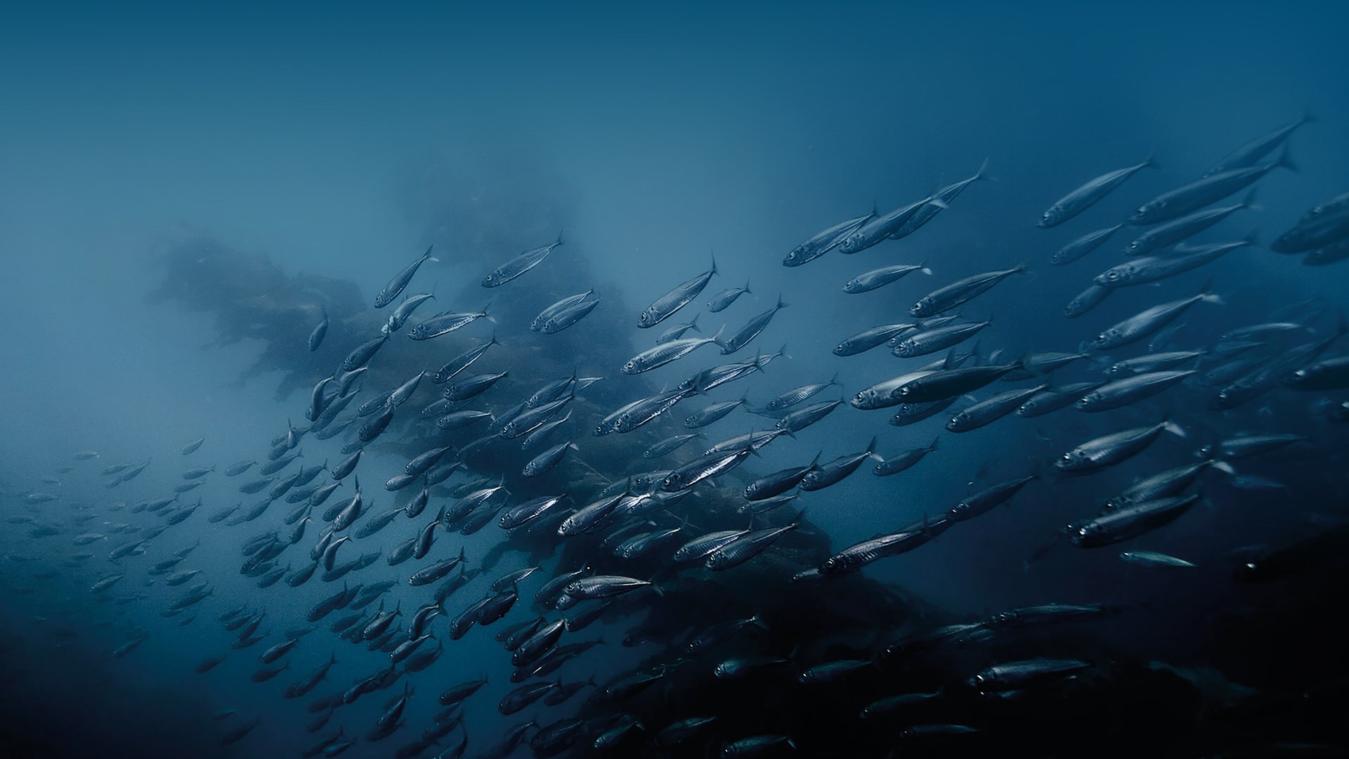 A serene underwater scene with a school of fish swimming against a dark blue backdrop.